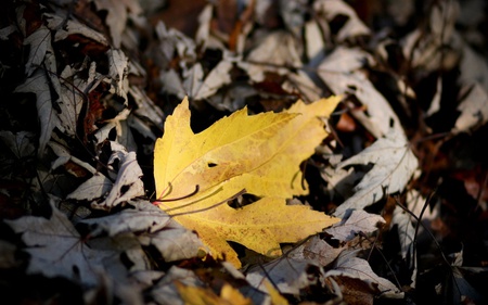 On the Ground - forset, nature, autumn, fall, alone, yellow, beautiful, leaf