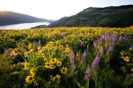 A Field of Beauty - beauty, sky, landscape, mountain, sun, field, yellow, river, flowers