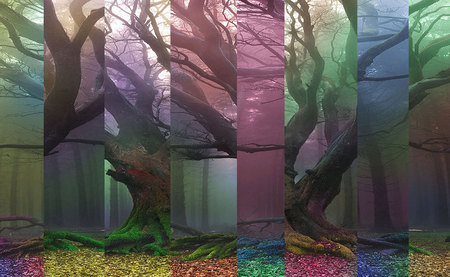 cut tree wallpaper - stlyzed, cut, forest, colorful, tree, colourised, new