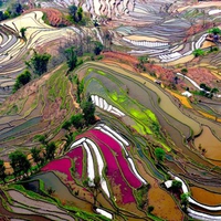 Rice fields