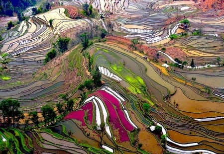 Rice fields - rice, china, nature, fields