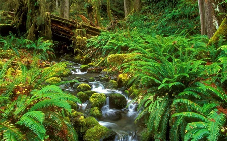 Forest and Trees - nature, landscape, trees, forest, river, green, bridge, path