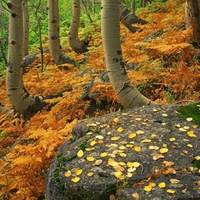 Autumny Forest