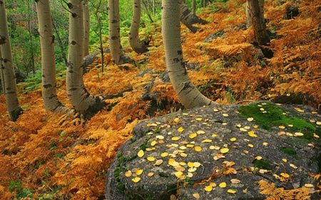 Autumny Forest - stone, trees, autumn, forest, fallen, leaves