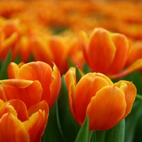 Tulips for DN memebers