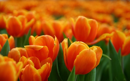 Tulips for DN memebers - landscape, red, tulips, park, field, flowers, garden