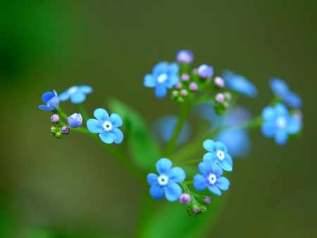 Forget-me-nots - blue, beautiful, beauty, spring, sesons, flowers, nature, green, macro, forget me not