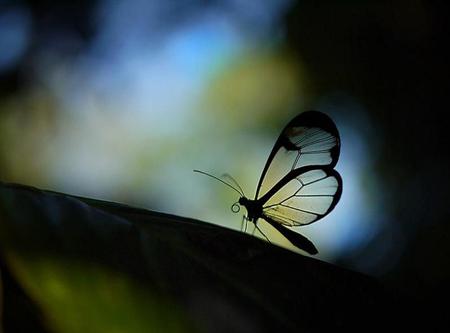 IN THE MORNING - butterfly, dark, light, blue, dawn