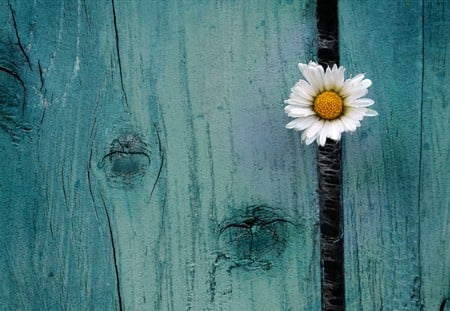 Daisy - abstract, white, blue, photography, wood, alone, daisy, flower