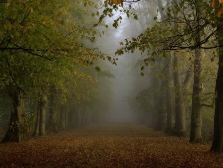 FOREST IN FOG - path, trees, fog, autumn, forest