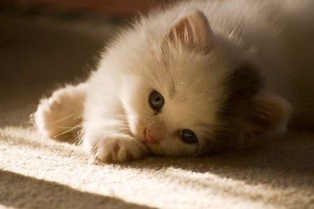 cute kitten - sunlight, cuddle, lovely, cat, fluffy, white, kitten, paw, cute