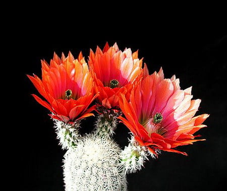 cactus - bloom, flower, cactus, red