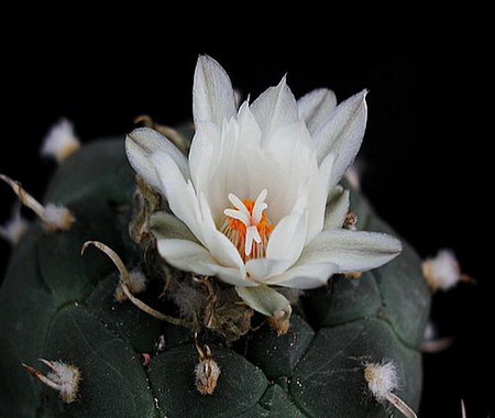 cactus - bloom, white, flower, cactus