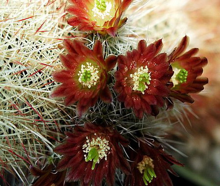 cactus - bloom, flower, cactus, red