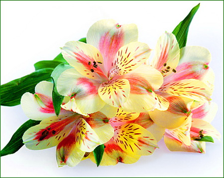 A gift of spring - white, yellow, green leaves, pink, flowers, spring