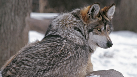 Looking Wolf - trees, predators, terriers, wolf pups, snow, puppies, wolves, nature, dogs