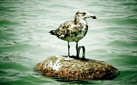 Solitude - birds, ocean, animals, seagull