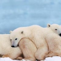 Polar-Bears