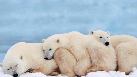 Polar-Bears - bears, snow, animals, family, big