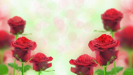 Roses Red - bokeh, valentines day, love, firefox persona, leaves, flowers, dew, rain, rose, anniversary