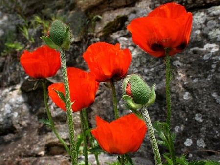 Poppies - nature, flowers, poppies, red