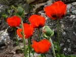 Poppies