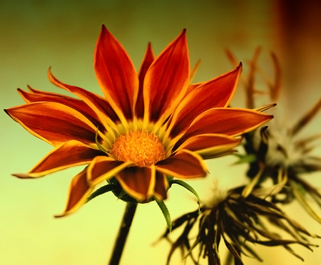 Flower - nature, orange, flowers, yellow