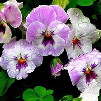 purple flowers