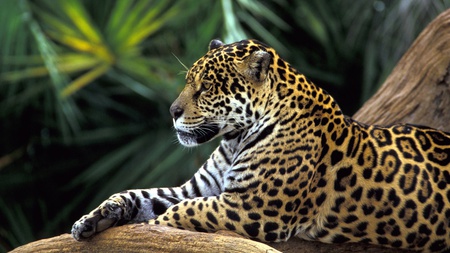 Relaxed Leopard - leopard, relaxed, animals, cats