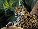 Relaxed Leopard