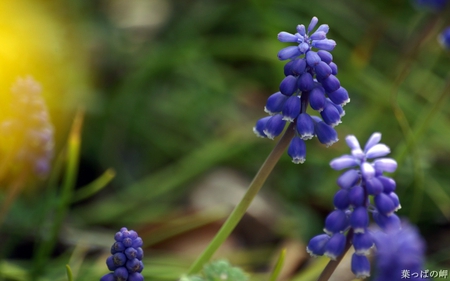 Purple flower - beautiful, flower, purple, nature