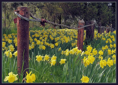 daffodils - daffodils, nature, yellow, spring