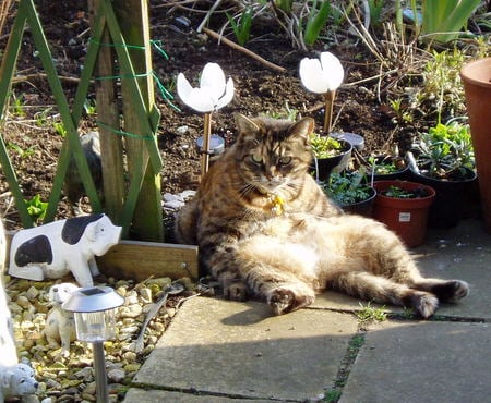 Erica sits in style. - garden, cat, tabby, pigs