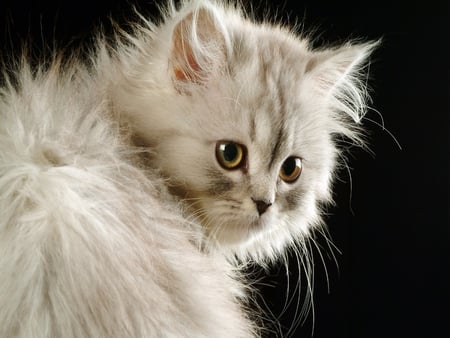 beautiful kitten - white, animal, kitten, cats, nice, cat