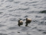 Baby Swans