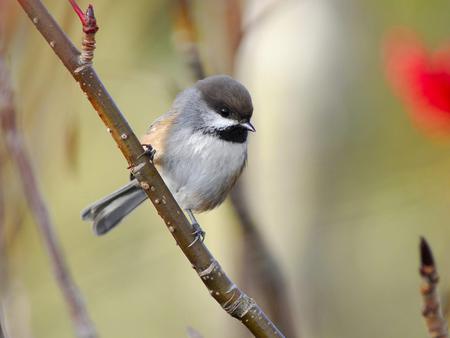 Biird - tree, animal, bird, limb