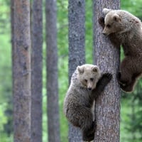 Bear Cubs Climbing Tree