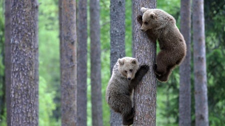 Bear Cubs Climbing Tree - cubs, bears, forest, climbing, tree, cute