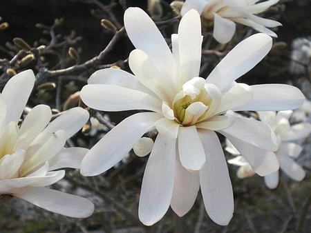 Flower - white, flower, petals, nature