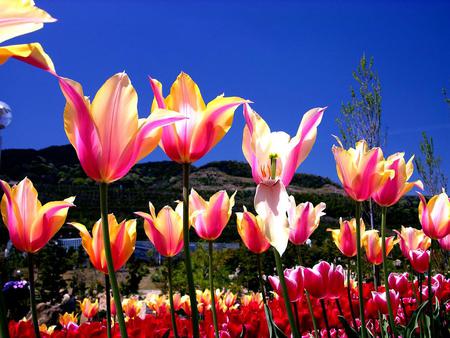 Tulips - flowers, tulips, nature, sky