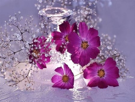 Gorgeous - droplet, dewy, purple, dew, beautiful, flowers refreshing