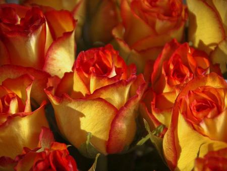 Roses - nature, yellow, roses, orange, flowers