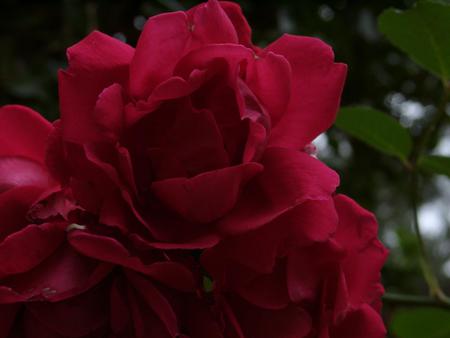 Rose - red, flower, rose, leaves, nature