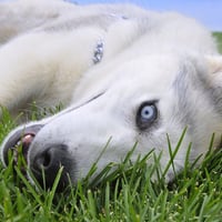 Puppy With Blue Eyes