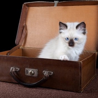 CatCase