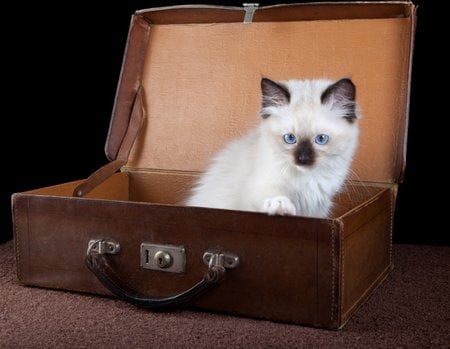 CatCase - cute, brown suitcase, ragdoll, cat