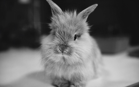 Cute Bunny - adorable, animals, photography, black and white, bunny, rabbit, beautiful, rodents, sweet, cute