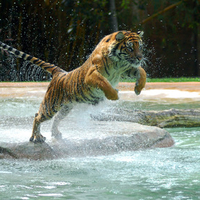 Tiger Jumping On Water