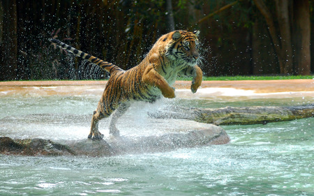 Tiger Jumping On Water - jumping, animal, water, tiger