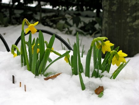 snowy daffodils - snow, beautiful, daffodils, field, flowers